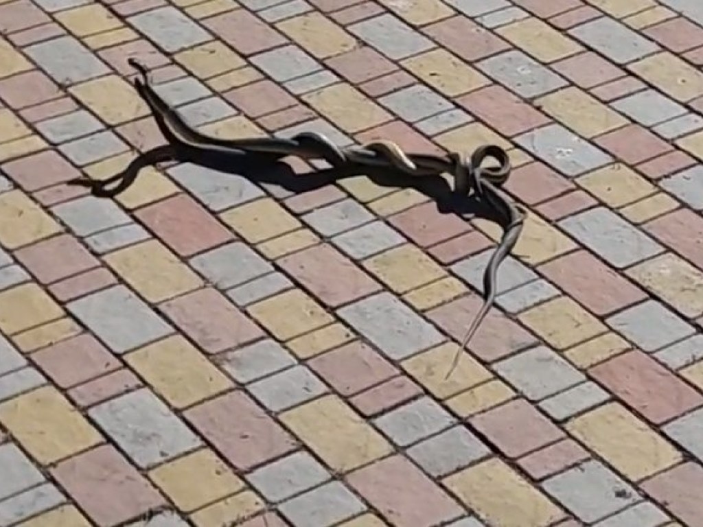 В Коблево прямо под ногами отдыхающих увидели извивающихся змей (ФОТО, ВИДЕО)