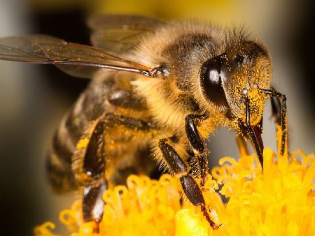 В центре Франковска спасатели ловят пчел, которые «сбились с курса» (ФОТО)