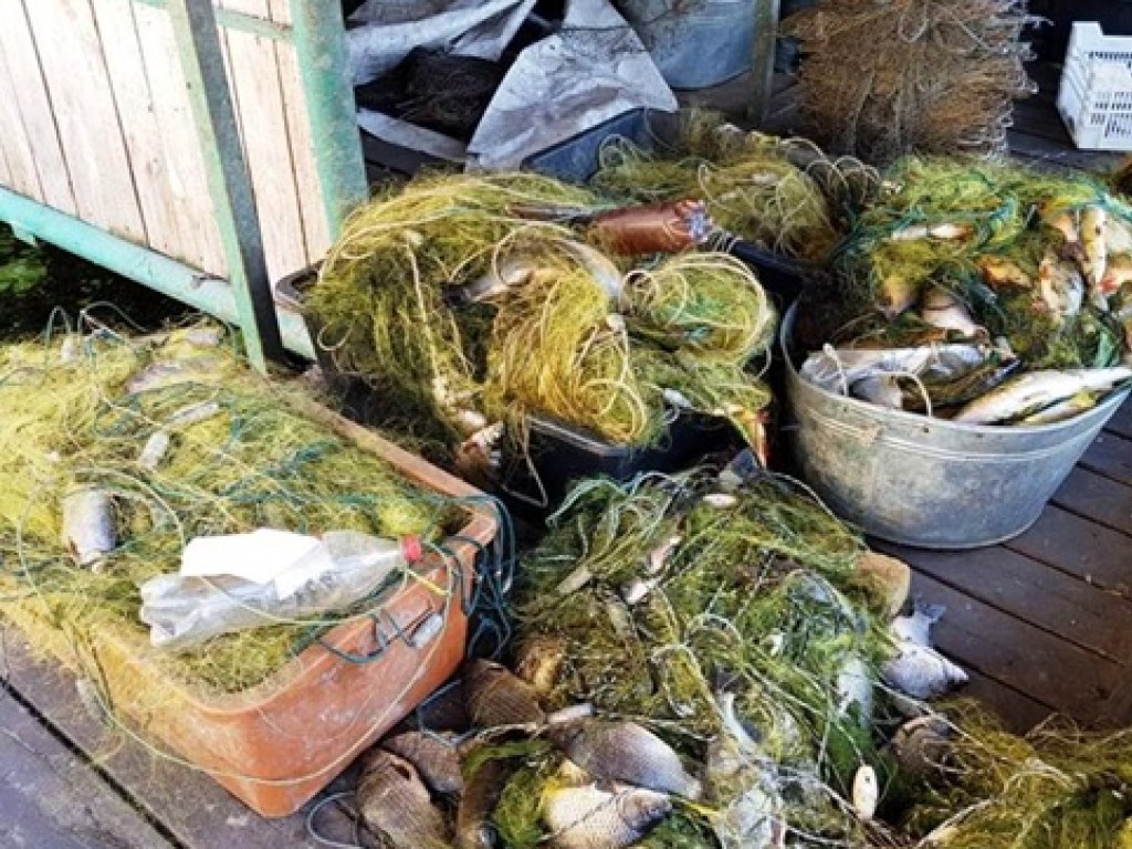 1,5 тонны рыбы: в Киеве поймали банду браконьеров (ФОТО)