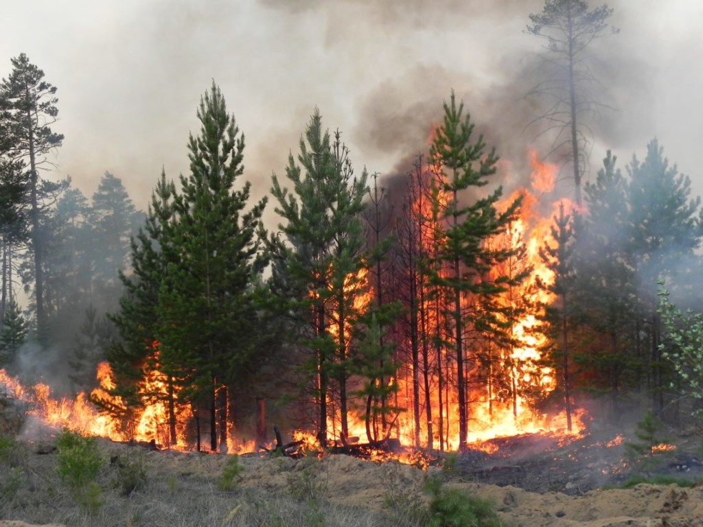 Горел 6 дней: Лесной пожар в Херсонской области потушили