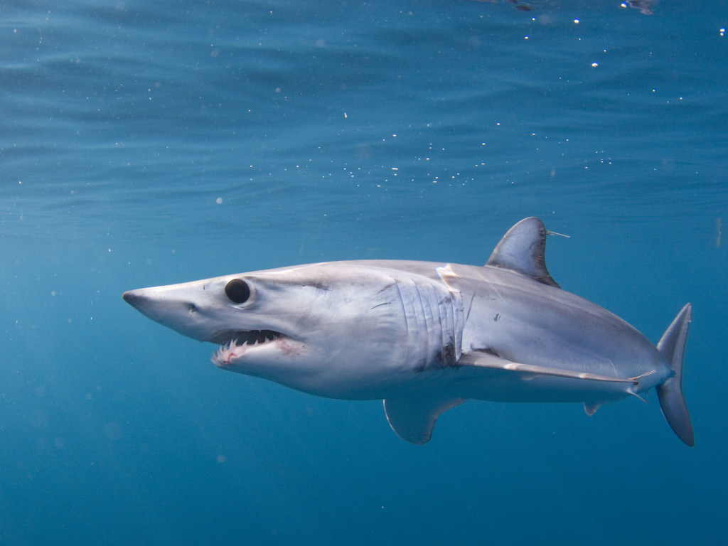Крупная акула вцепилась зубами в борт лодки (ВИДЕО)