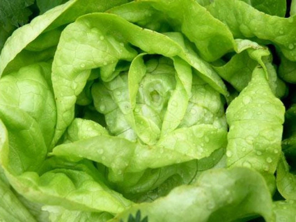 Пятеро погибших: В США около 200 человек отравились салатом