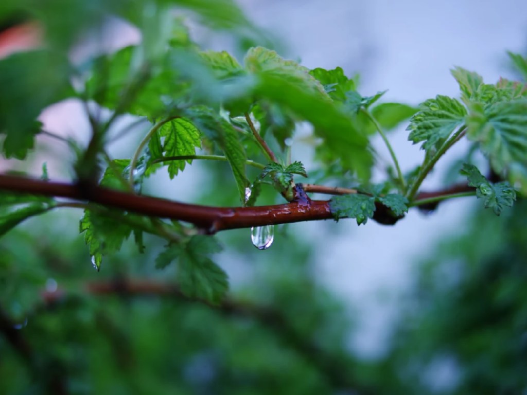Погода на 5 июня: в Украине пройдут дожди при высокой температуре воздуха