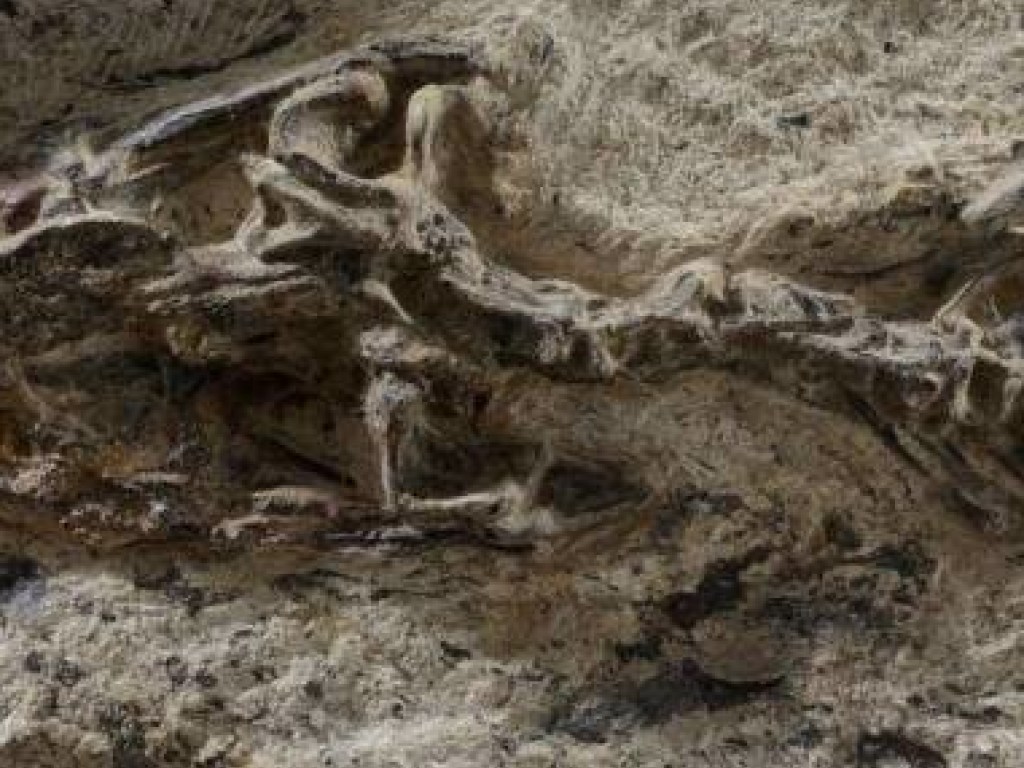 Ученые обнаружили «мать всех ящериц», которая жила 240 миллионов лет назад (ФОТО)