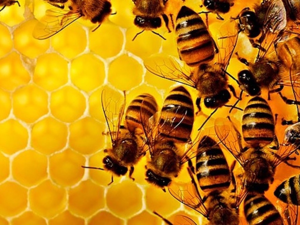 В нескольких селах Запорожской области массово вымерли пчелы