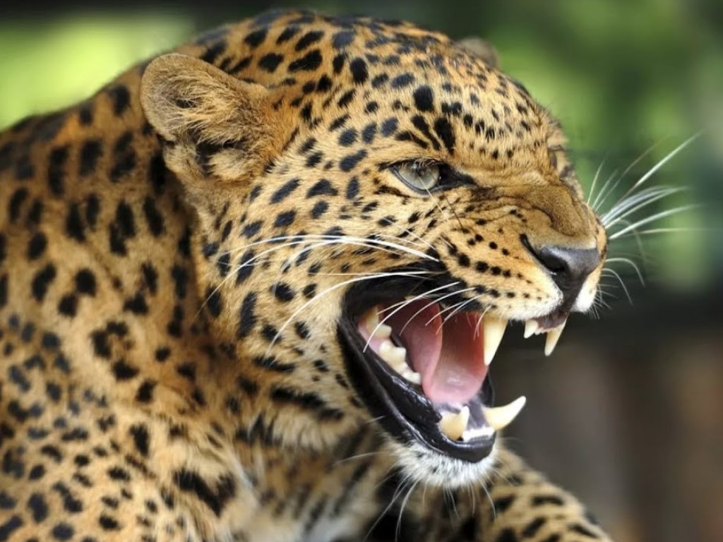 В Индии леопард оказался в глубоком колодце: крестьяне пришли на помощь (ВИДЕО)