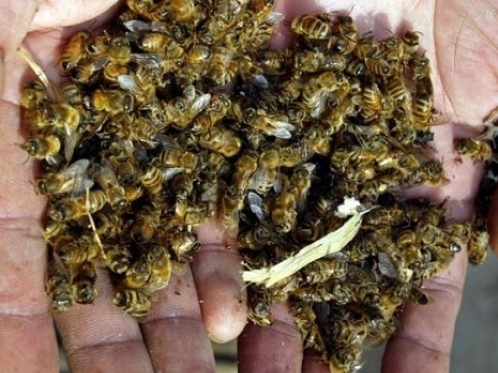 На Днепропетровщине массово вымирают пчелы (ФОТО, ВИДЕО)