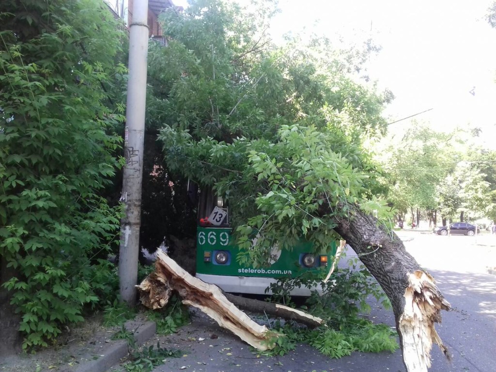 ЧП в Запорожье: на троллейбус рухнуло дерево, пострадала пассажирка (ФОТО)