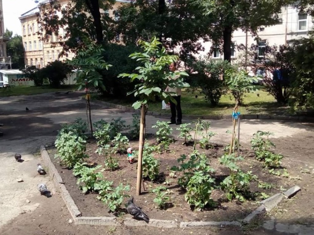В центре Львова неизвестные на клумбе посадили картофель (ФОТО)