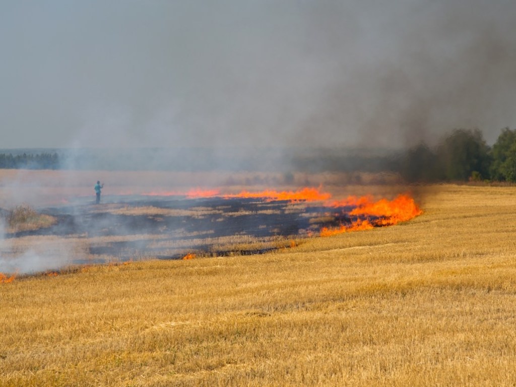 В Херсонской области произошел крупный пожар на пшеничных полях