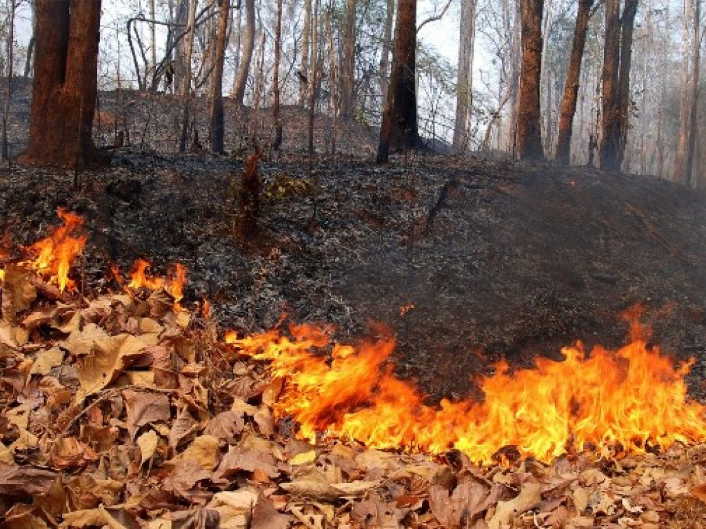 В ГСЧС заявили о чрезвычайной пожарной опасности в Украине