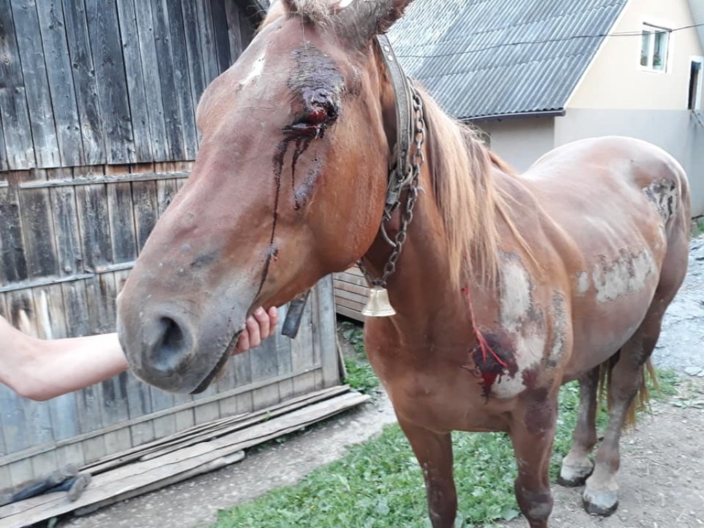 На Закарпатье пьяный экс-помощник лесничего зверски поиздевался над конем (ФОТО)