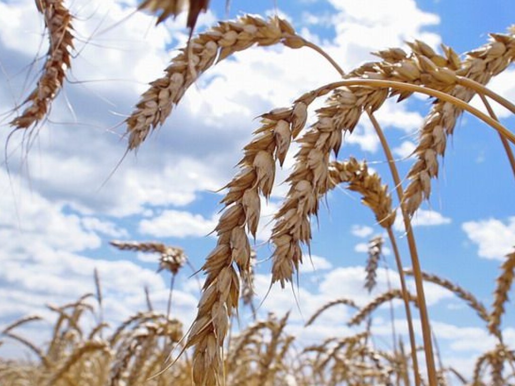 В Украине из-за засухи под угрозой 50% зерновых