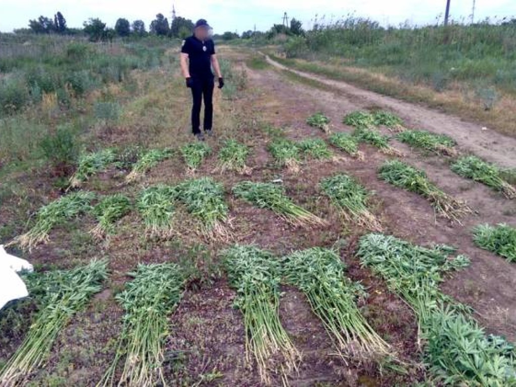 У кладбища в Харькове обнаружили огромную плантацию конопли (ФОТО)