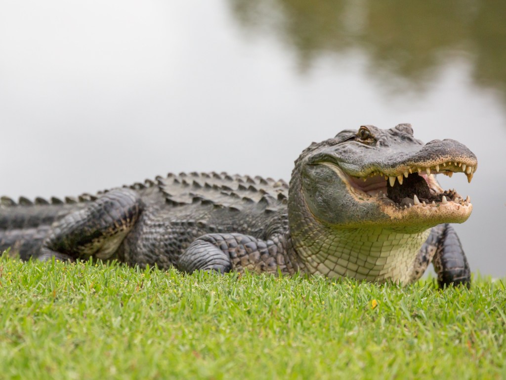 Во Флориде к дворовой игре с надувным аллигатором присоединился настоящий хищник (ВИДЕО)