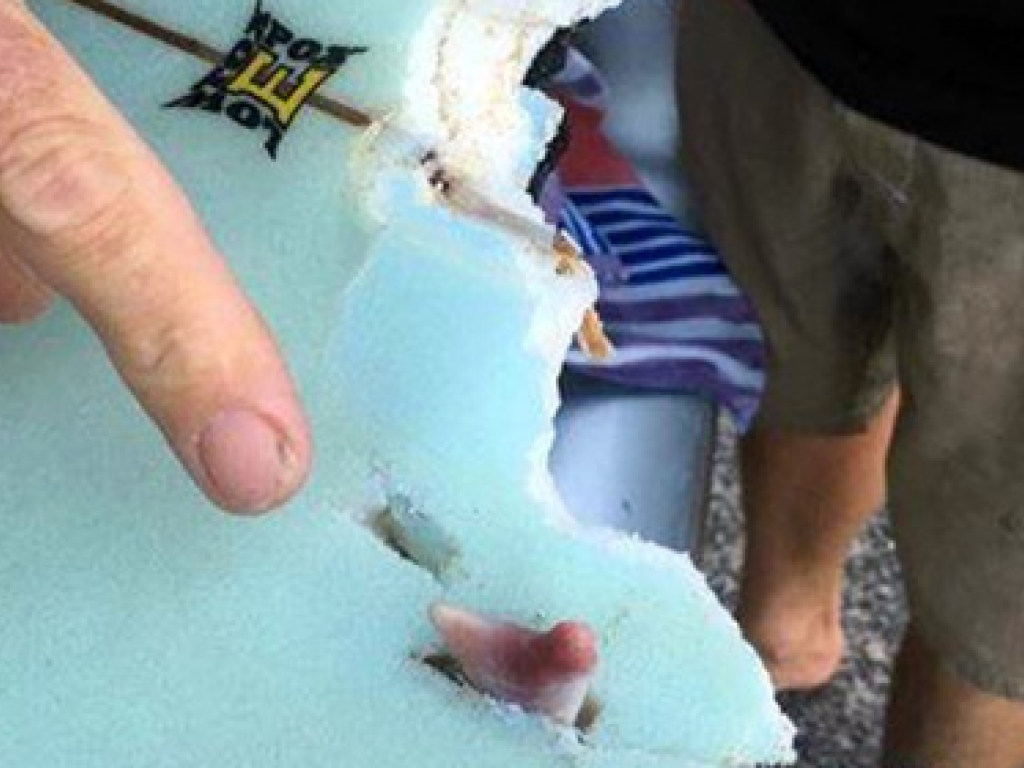 В Австралии акула при нападении на серфингиста оставила на доске «подарок» (ФОТО)