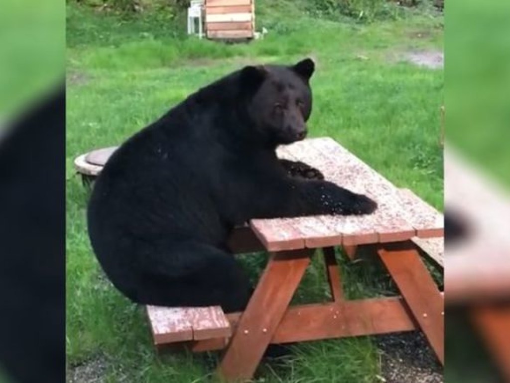 На Аляске медведь посидел за столом во дворе частного дома (ФОТО, ВИДЕО)