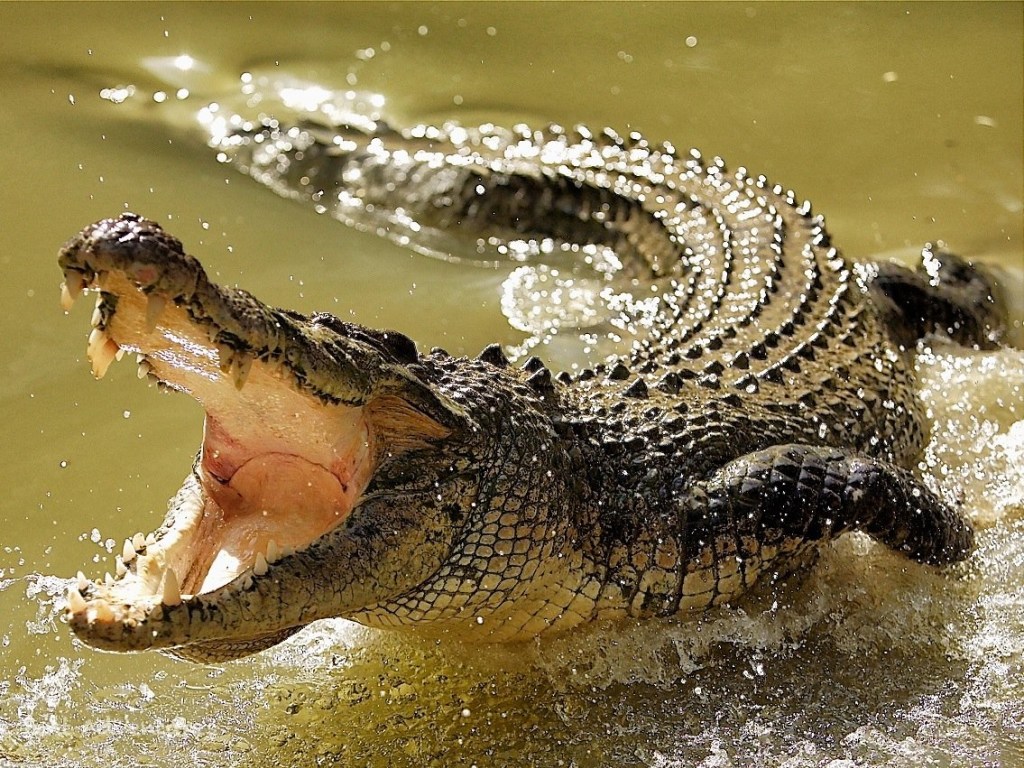 Хищник схватил за руку: В Индии женщины отбили рыбака у крокодила
