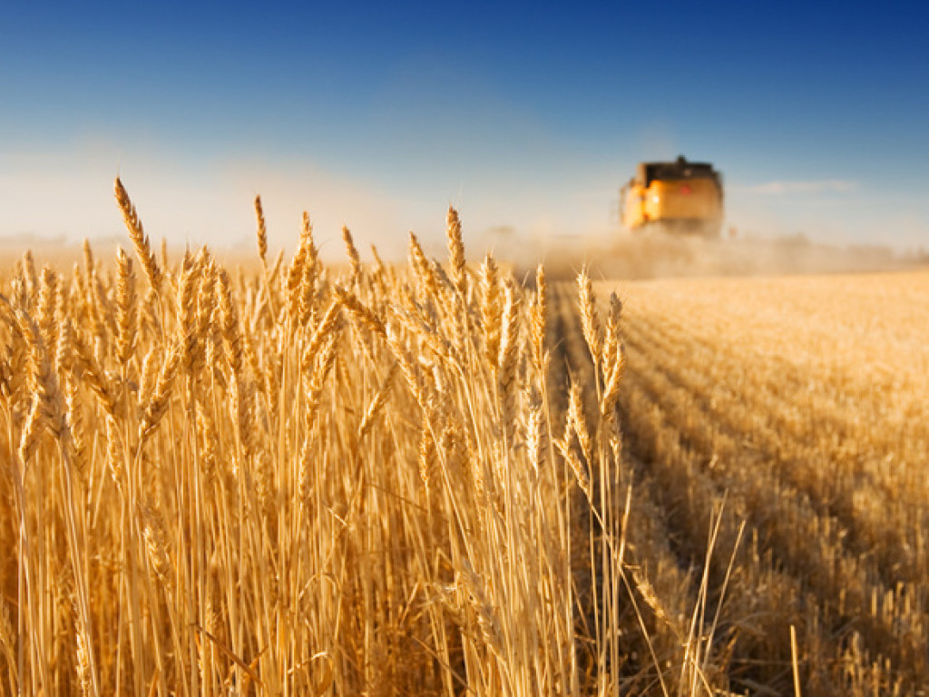 Летом 2018 года из-за отсутствия дождей в Украине начали гибнуть посевы пшеницы и ячменя &#8212; аграрии