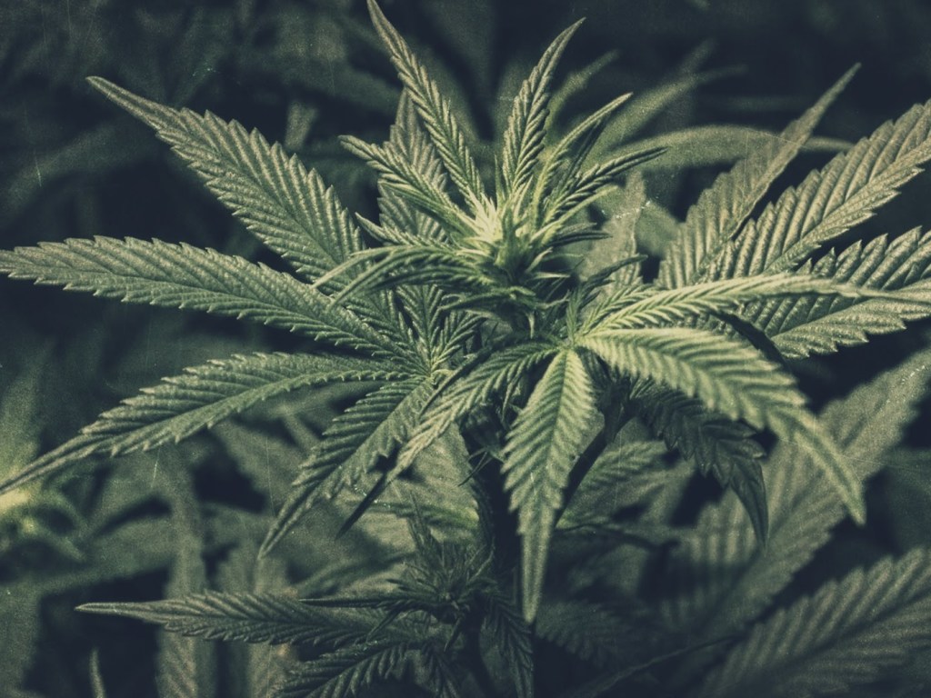 Сенат Канады поддержал легализацию марихуаны