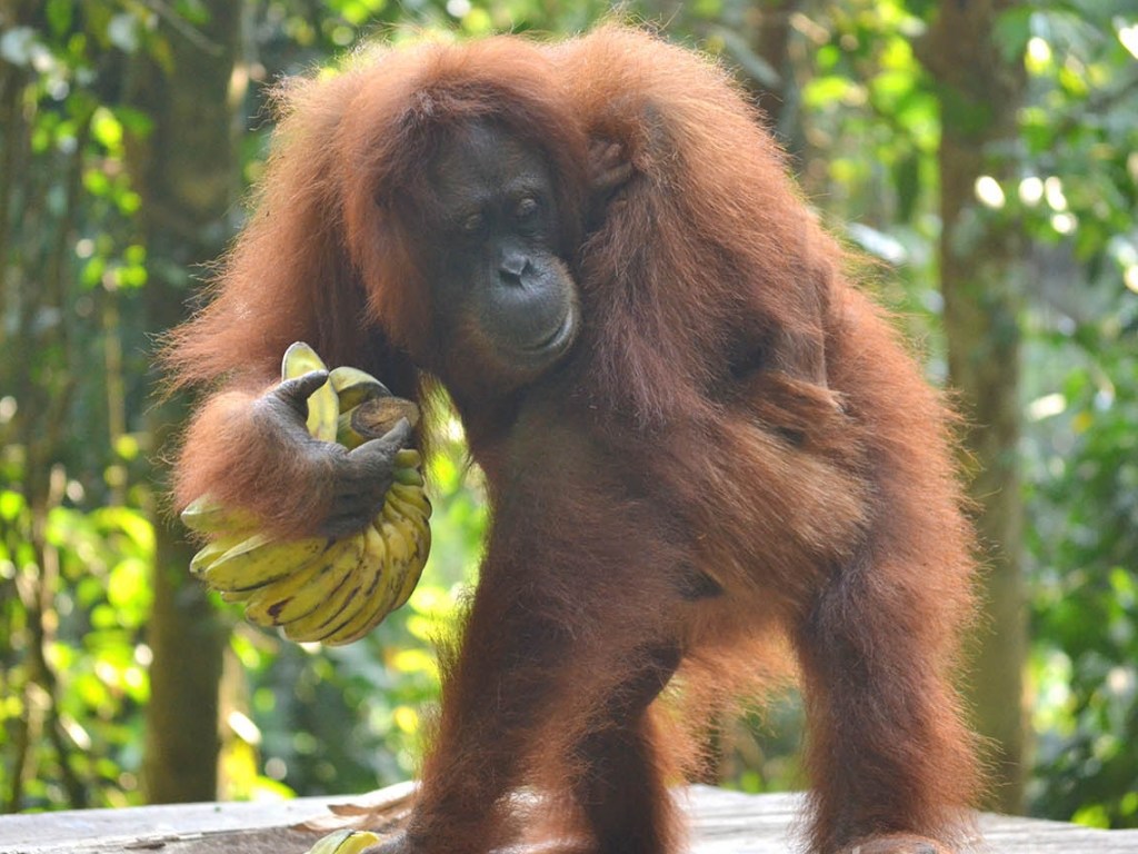 В Индонезии орангутанг пытался остановить бульдозер, который валил деревья (ВИДЕО)