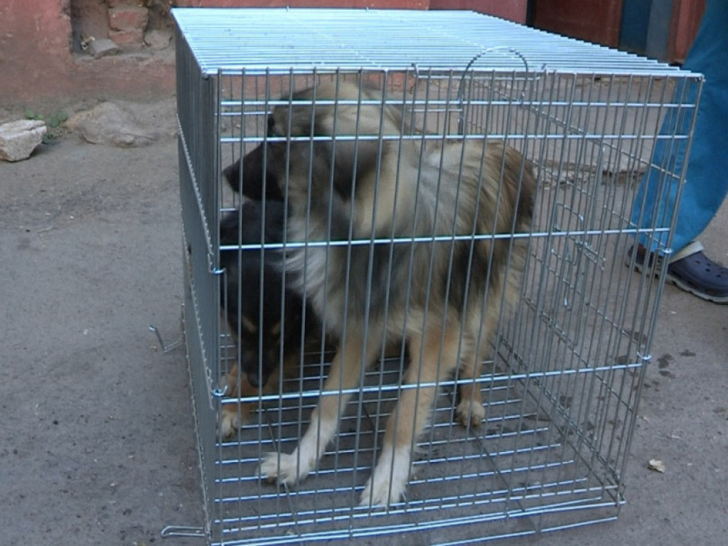 В Мариуполе у пьяной женщины отобрали 22 собаки (ФОТО)