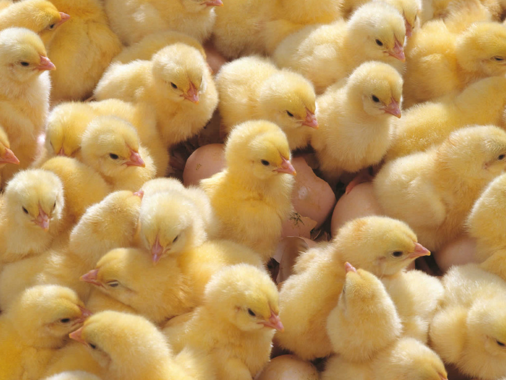 В Грузии на свалку привезли крупную партию  яиц, из которых вылупились цыплята (ВИДЕО)