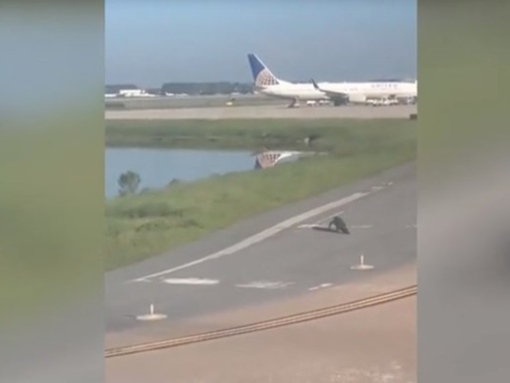 Во Флориде огромный аллигатор остановил самолет на взлетной полосе (ФОТО, ВИДЕО)
