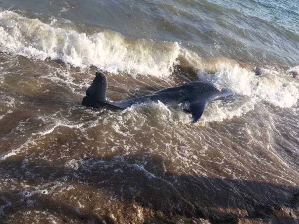 Под Одессой на пляже обнаружили погибшего дельфина (ФОТО)