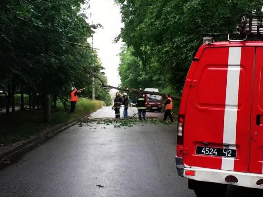 В Тернополе дерево упало на троллейбусную линию (ФОТО)