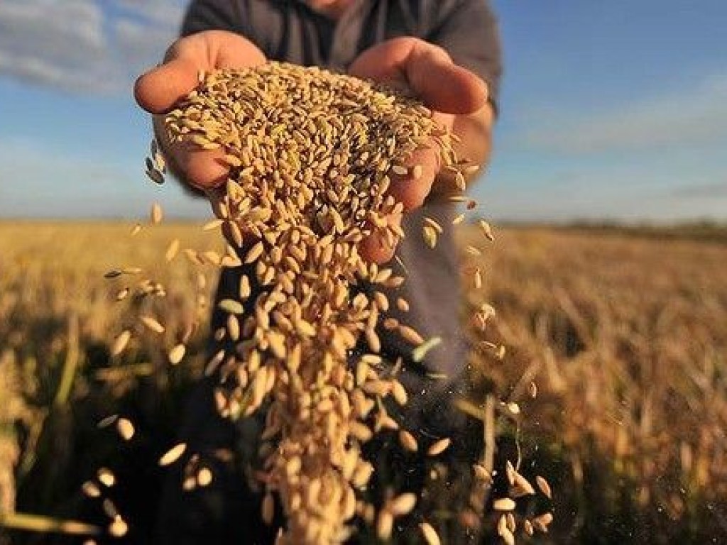 Украина теряет зерновые из-за отсутствия современной системы орошения полей &#8212; эксперт