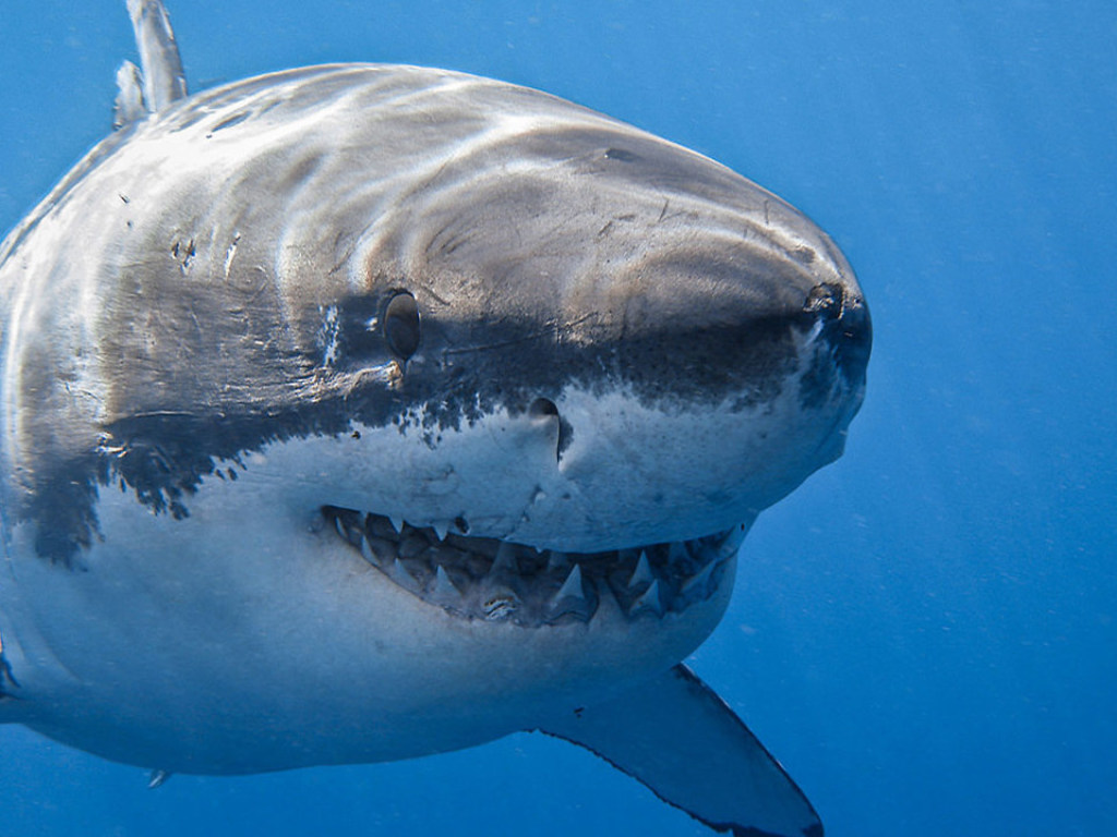 У побережья Австралии аквалангисты сняли на видео смертельную схватку акул