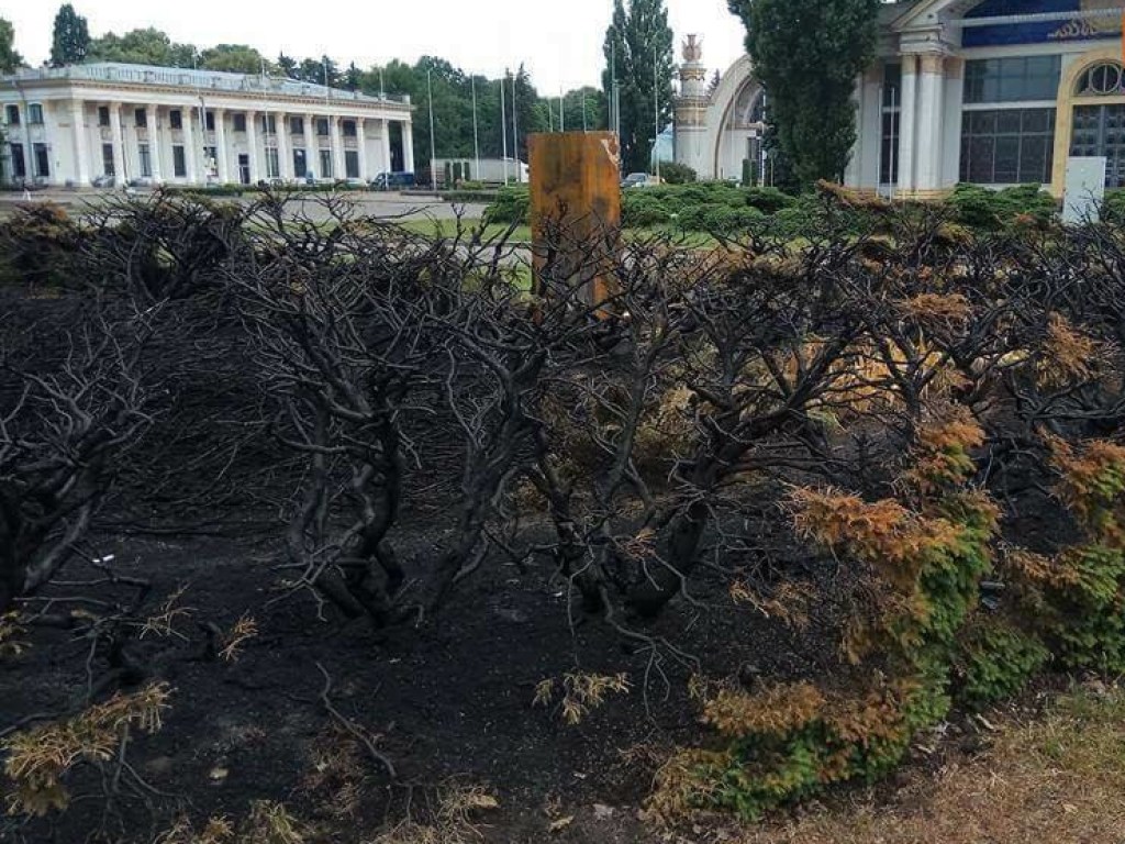 На ВДНХ в Киеве неизвестные подожгли кустарники (ФОТО)