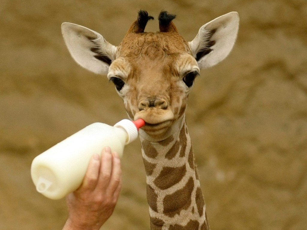 В бельгийском зоопарке родился жираф (ВИДЕО)