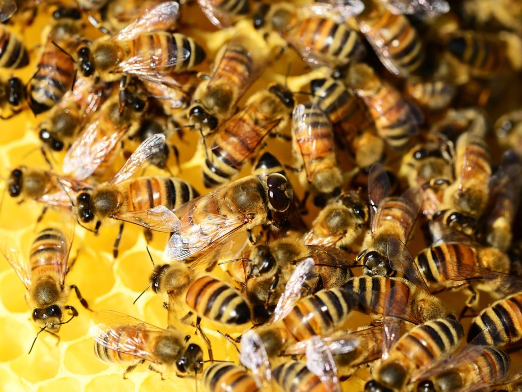 В харьковской области из-за химикатов на полях начали массово гибнуть пчелы (ВИДЕО)