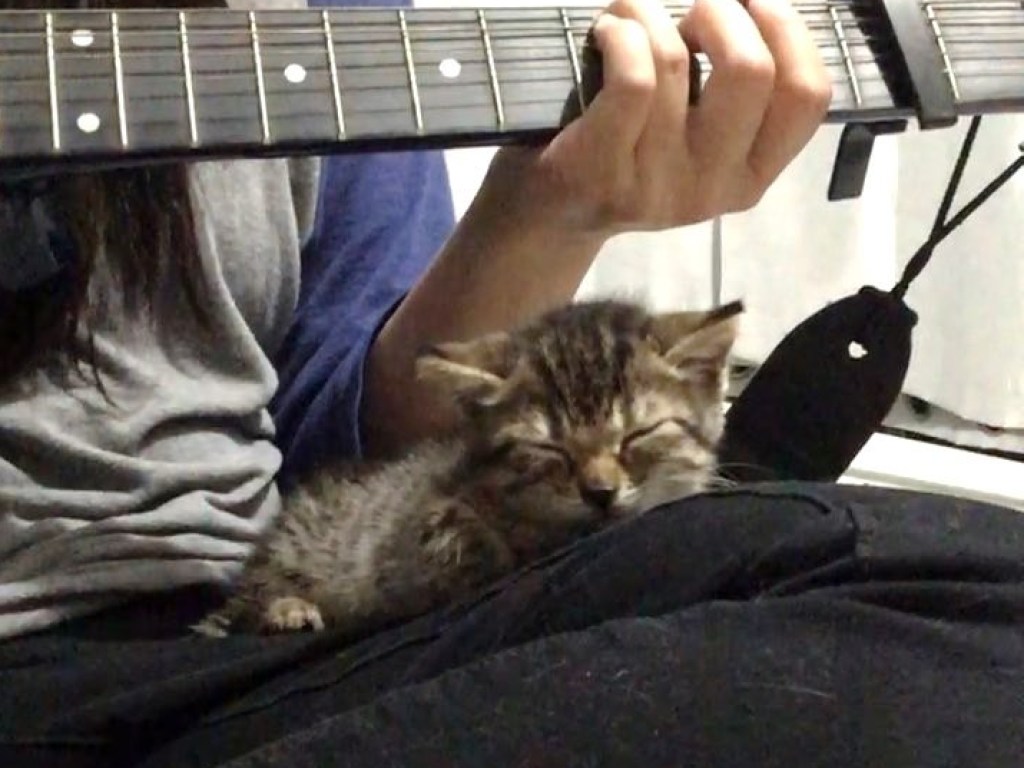 Спасенный котенок привык засыпать под игру на гитаре (ФОТО, ВИДЕО)