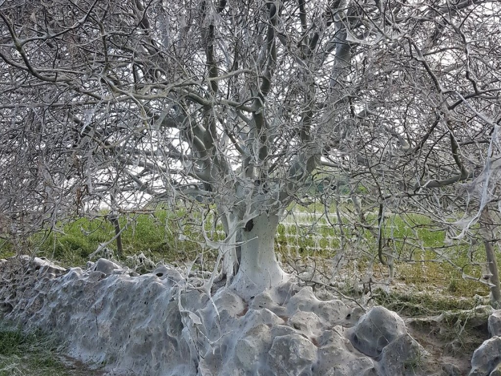 В английской деревушке обнаружили ужасающее дерево, покрытое паутиной (ФОТО)