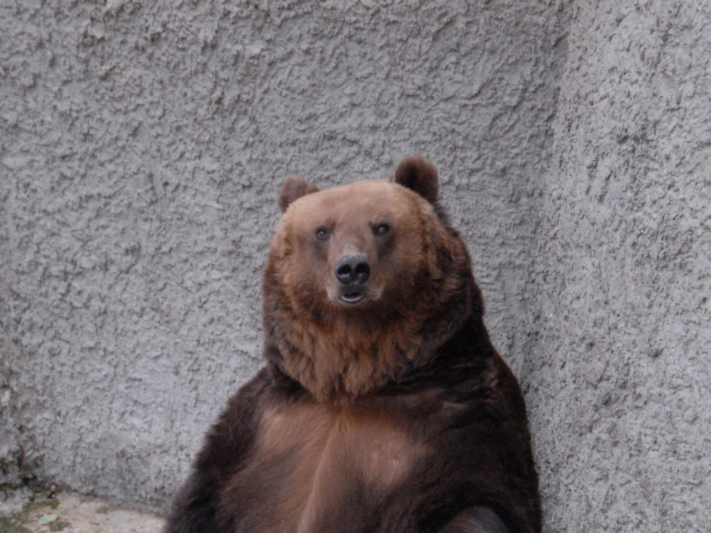 В США медведь побалагурил в компании 5-летнего мальчика (ВИДЕО)