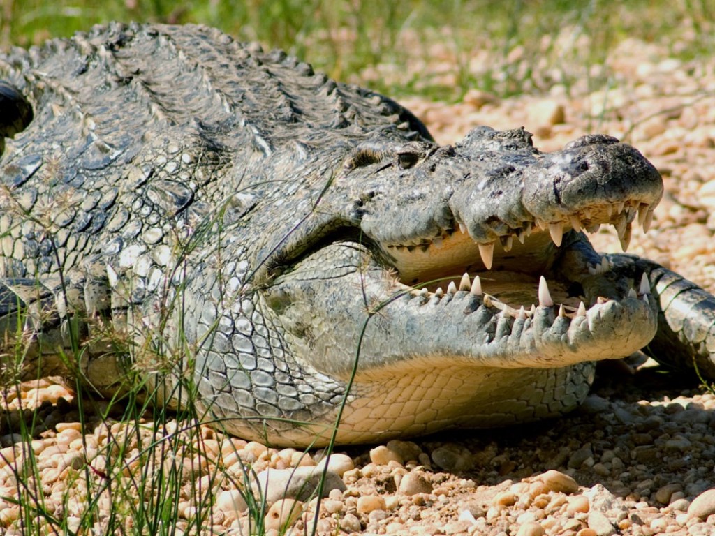 Дрон снял прибрежную «вечеринку» крокодилов (ВИДЕО)
