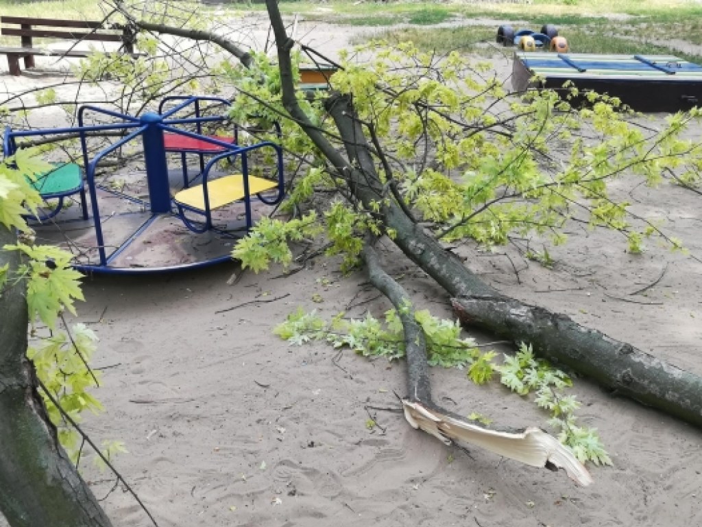 В Запорожье дерево рухнуло на детскую площадку (ФОТО)
