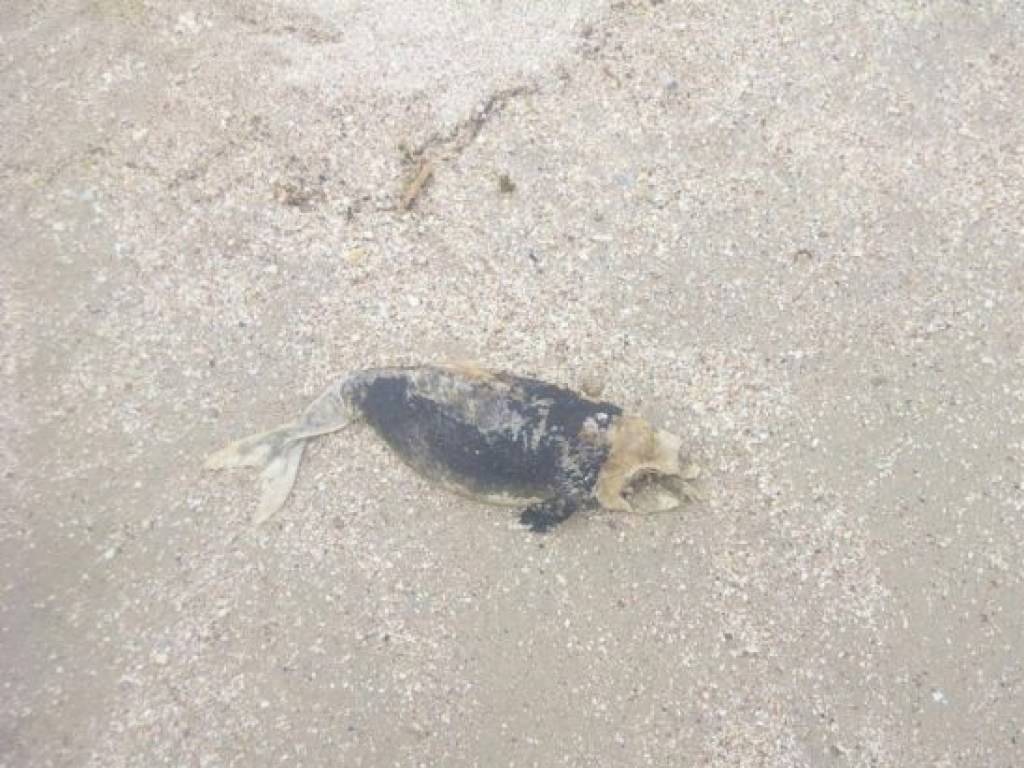 На берег Азовского моря выбросило труп редкого животного (ФОТО)