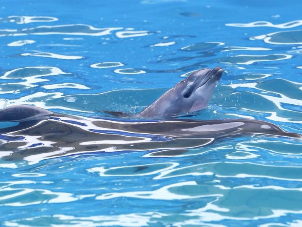 Одесситы увидели во время представления рождение дельфиненка (ФОТО, ВИДЕО)