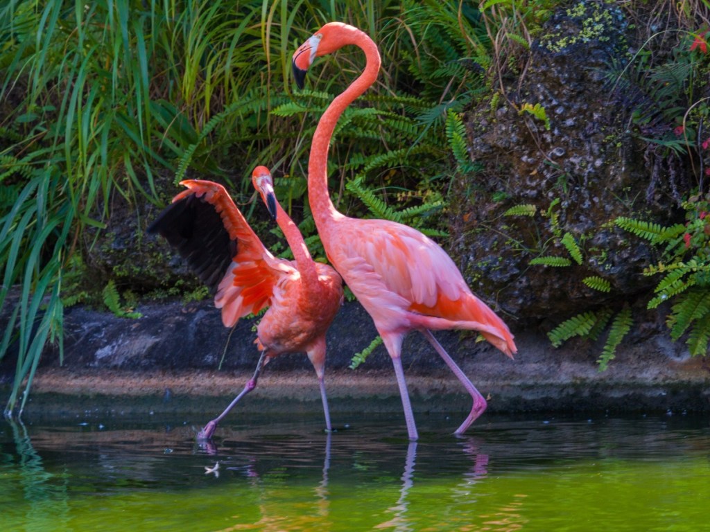 На озеро Сиваш вернулись розовые фламинго