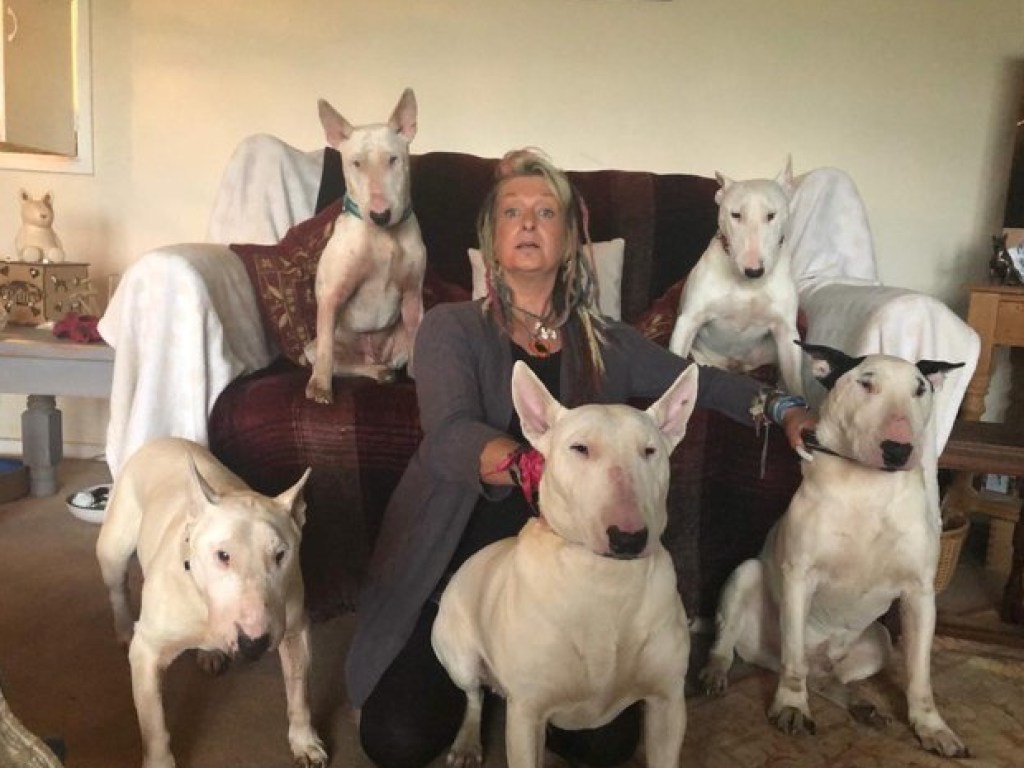 Житель Великобритании после 25 лет брака решил развестись из-за 30 собак жены (ФОТО)
