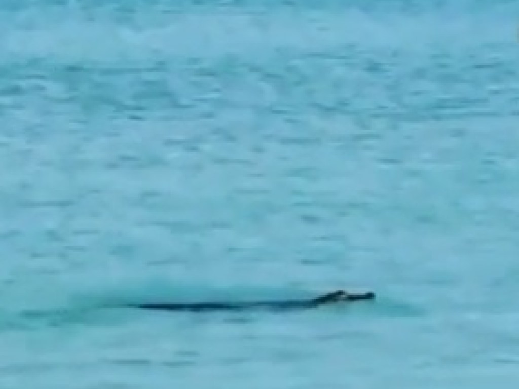 Моряк из Флориды снял на видео редкий заплыв крокодила в океане (ФОТО)