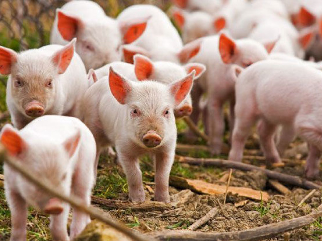 За годы независимости в Украине поголовье свиней сократилось в три раза &#8212; эксперт