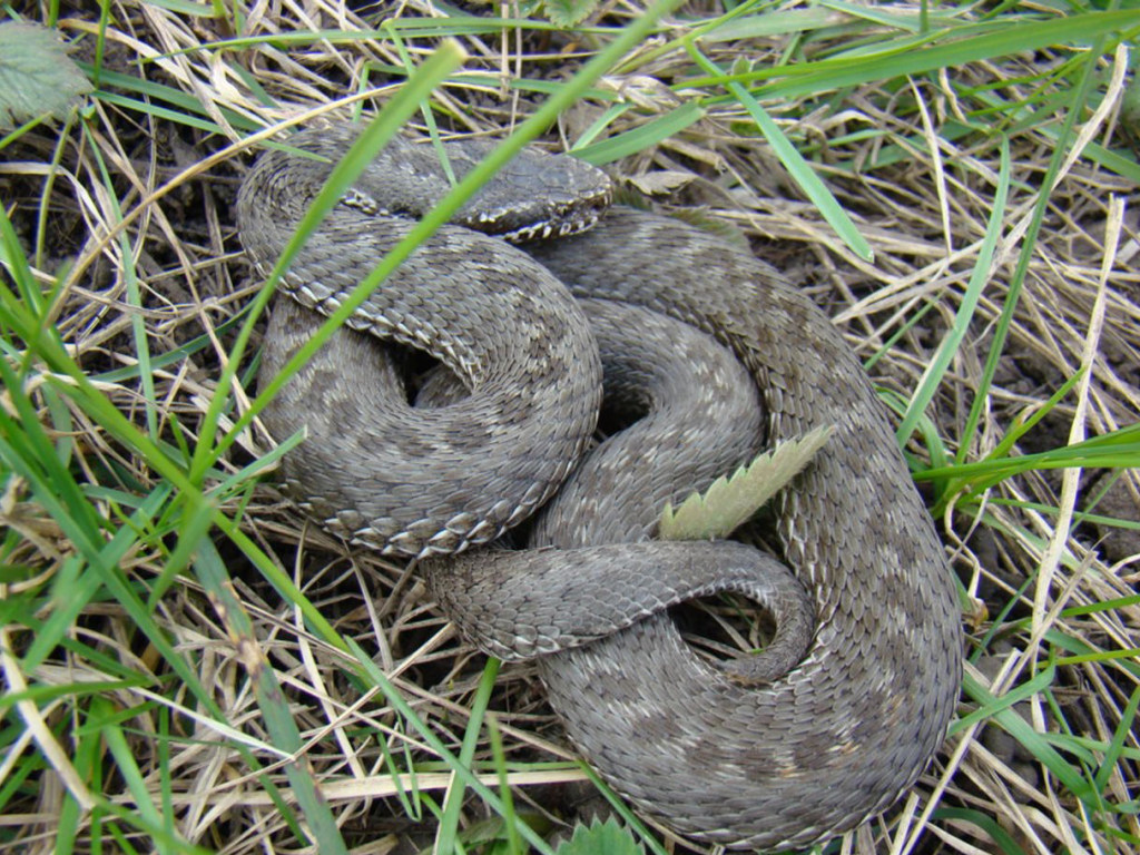 16-летняя жительница Ивано-Франковской области попала в реанимацию после укуса змеи