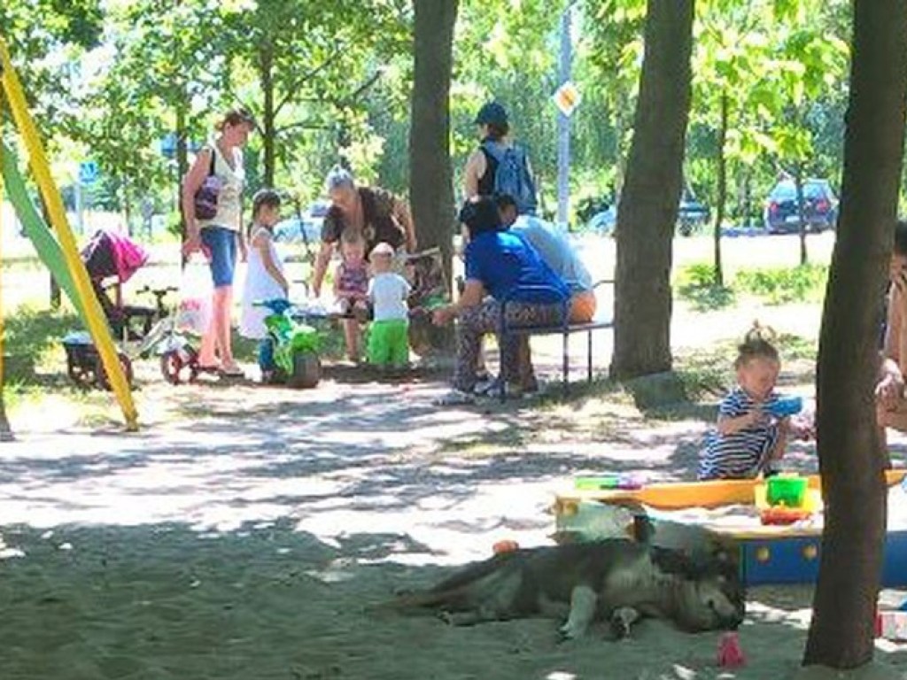 На детской площадке в Запорожье собака напала на ребенка (ФОТО) 