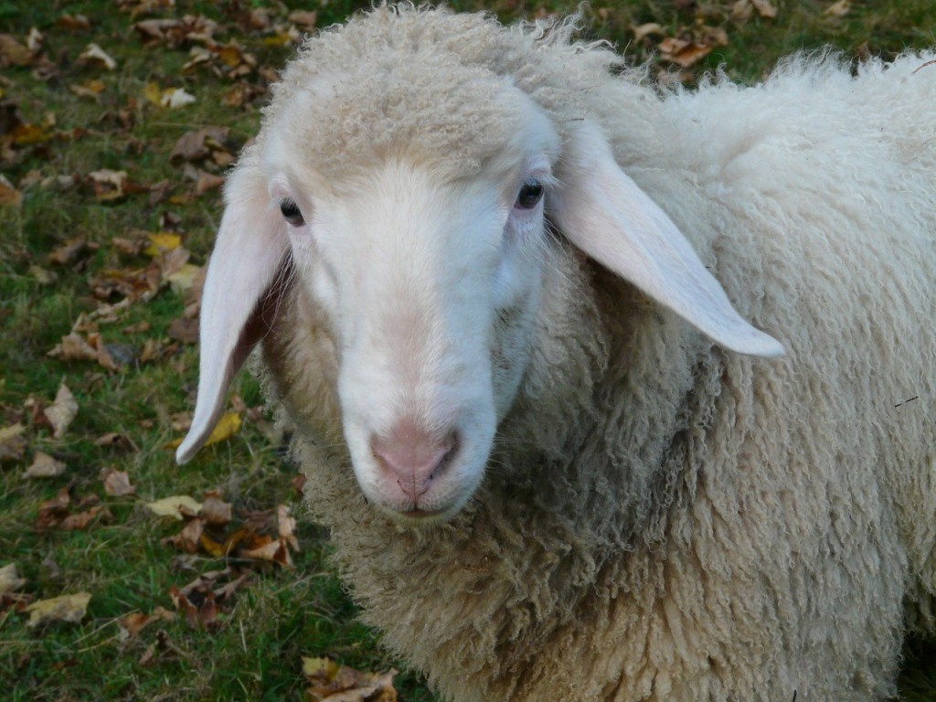 В Запорожье больницу охраняла овца (ФОТО)