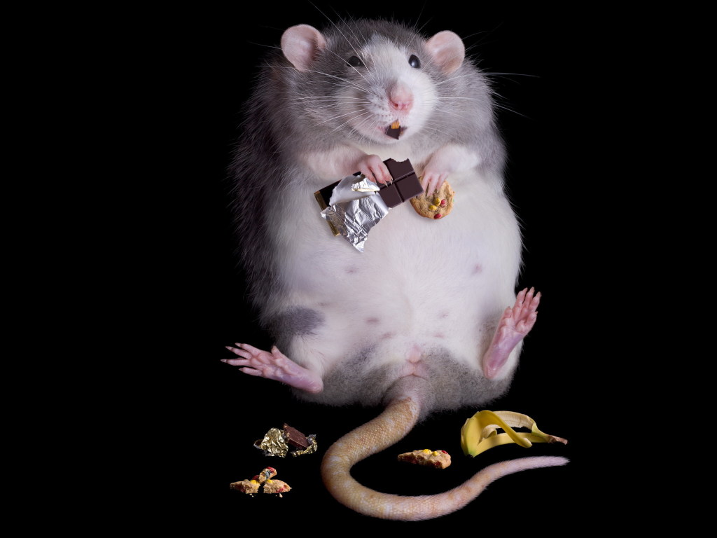 Растерзали купюры на фрагменты: Мыши съели в банкомате почти три миллиона (ФОТО)